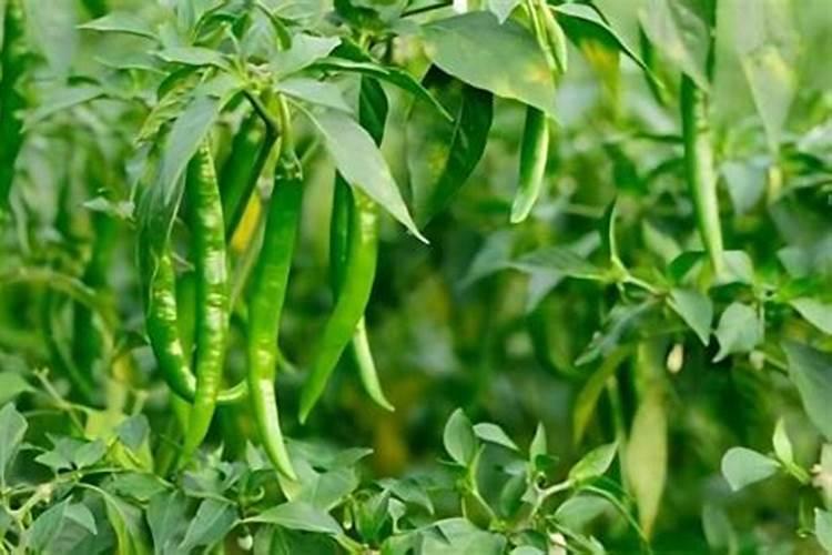 辣椒树用什么肥料最好
