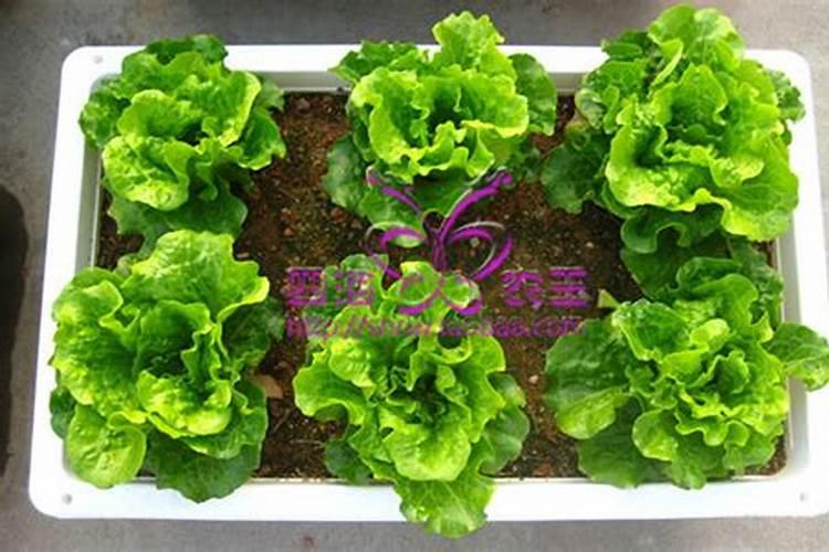 硼肥可以在生菜上用吗？