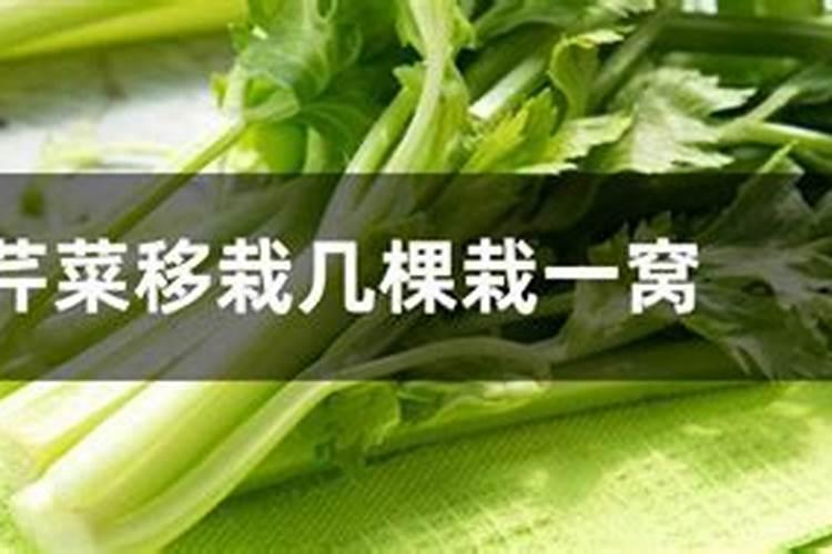 芹菜打什么叶面肥？施肥的最佳时间是什么时候？
