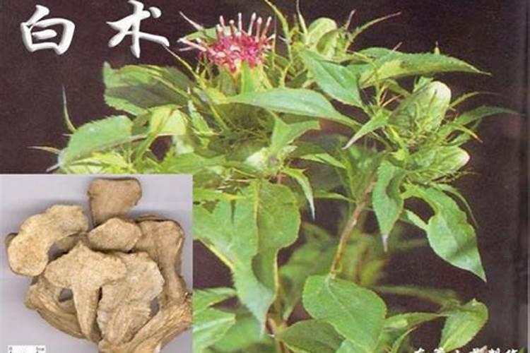 白术如何施肥 白术施肥方法总结