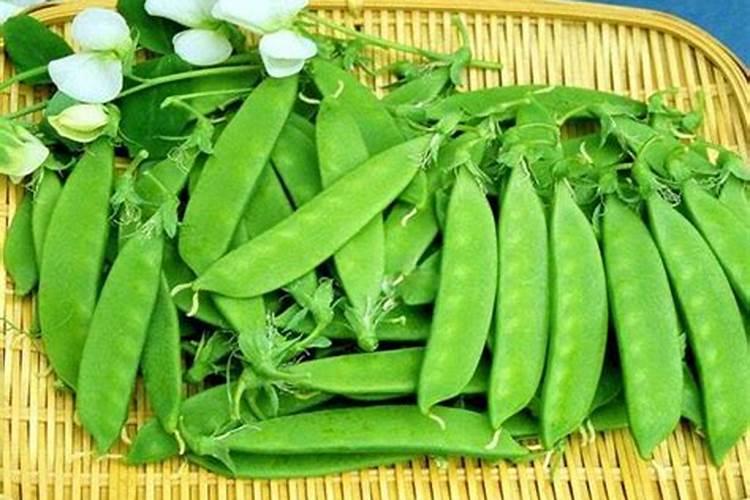 现在想扦插一些植物,是生根粉好还是生根液好？哪家的产品比较好？