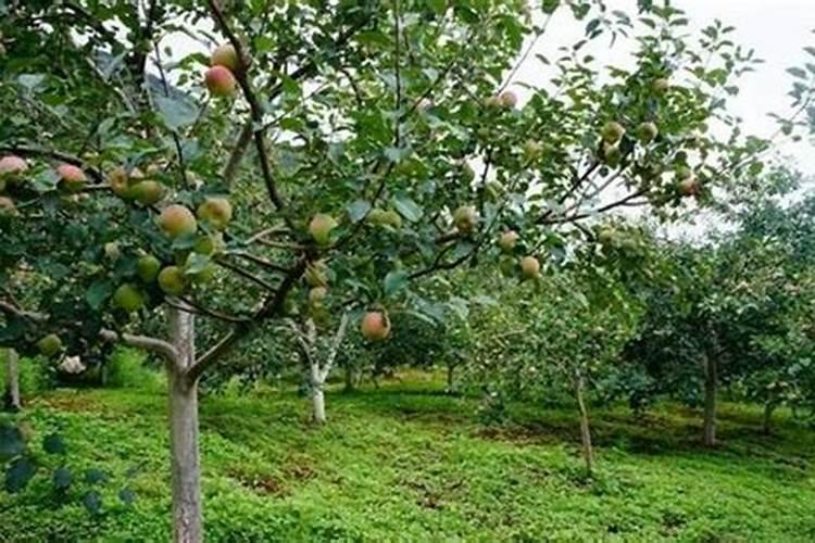 苹果花期要如何做可以实现苹果的丰产和增收？