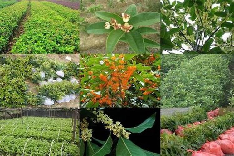 桂花树施肥用什么肥料