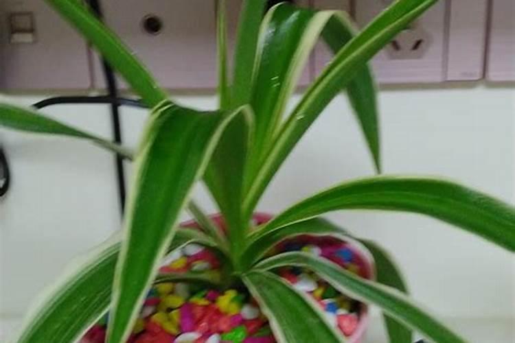 金边吊兰没金边怎么办,4种方法养叶片重现金边