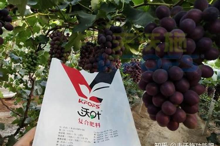 葡萄树使用什么肥料能长根