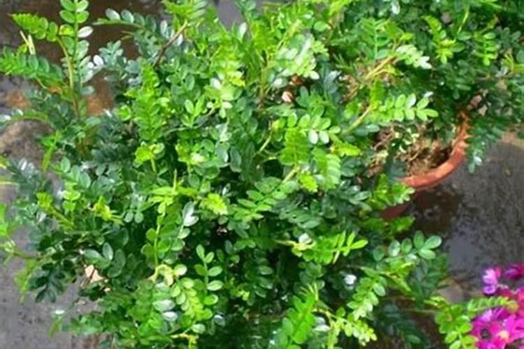 八角放尿素磷肥钾肥氯化钾和硫酸钾哪样最好料可保花保果