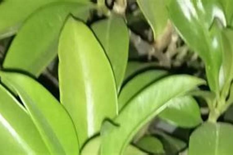硝基复合肥的作用是什么？