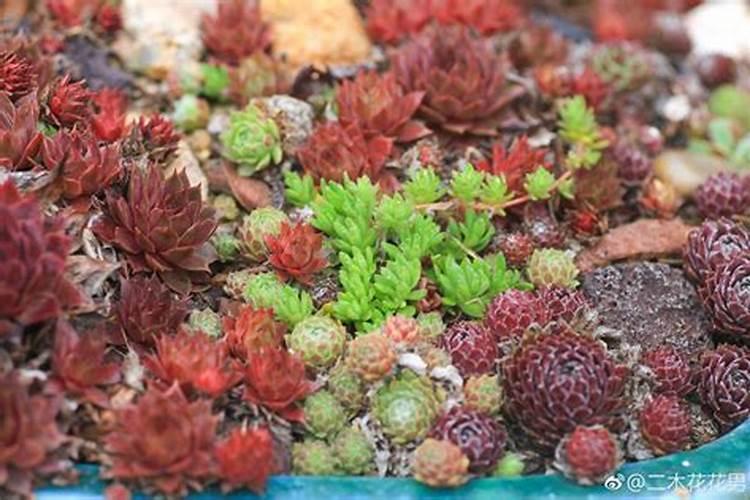 长生草怎么养护