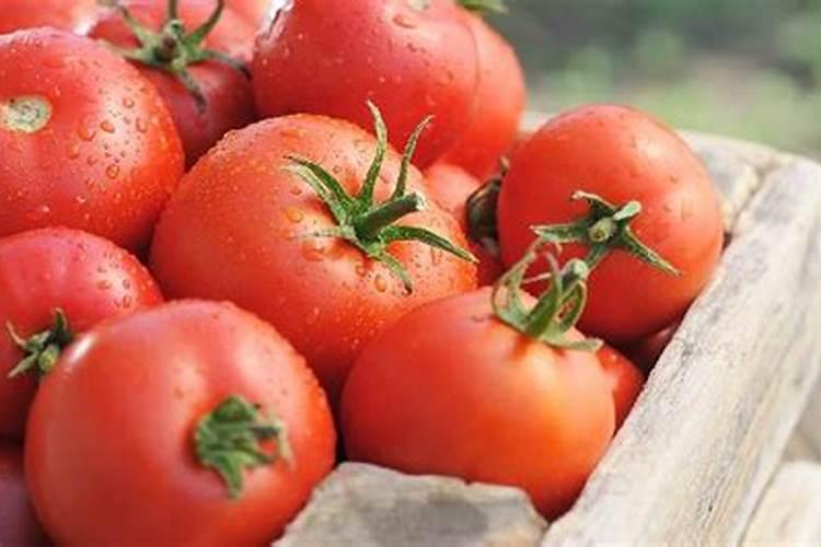 大棚西红柿啥时期冲施高磷肥？