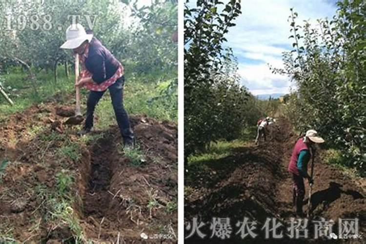 磷肥在果树上的运用
