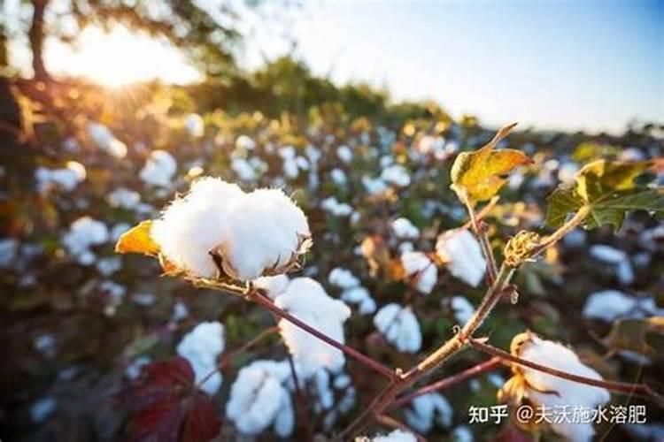 棉花花铃期施肥很重要,棉花花铃期怎么施肥？
