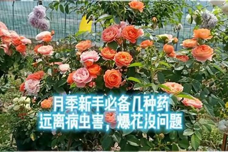 3月如何养月季植株长势更旺
