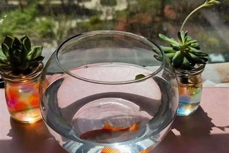 茉莉花施什么肥最好 适合用什么肥料