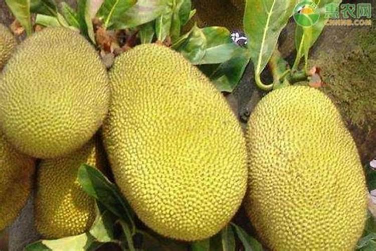 菠萝蜜什么时候施肥最好