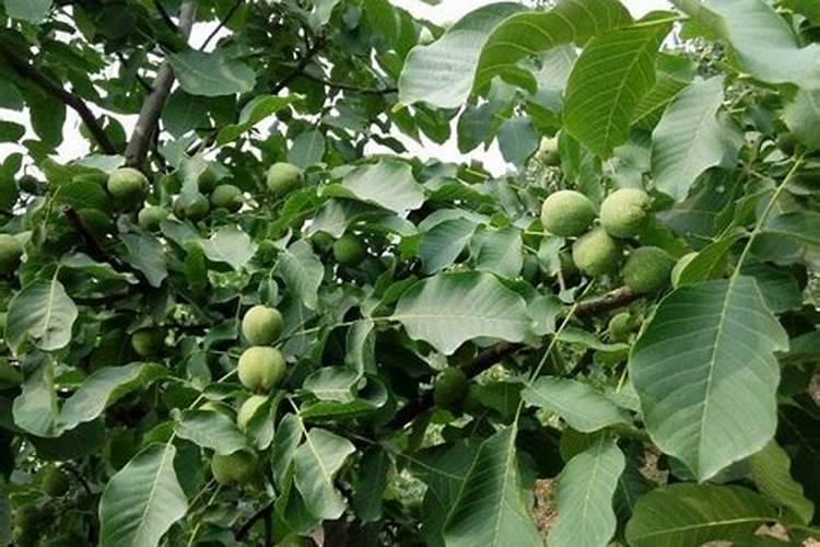 菊花一亩地产多少斤