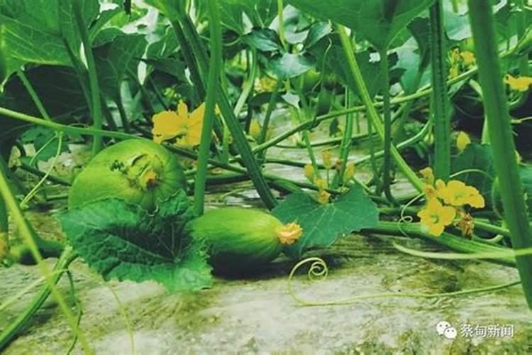 种香瓜用什么肥料最好