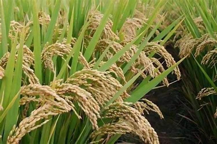 腐植酸有什么作用？腐植酸肥料的使用标准是什么？