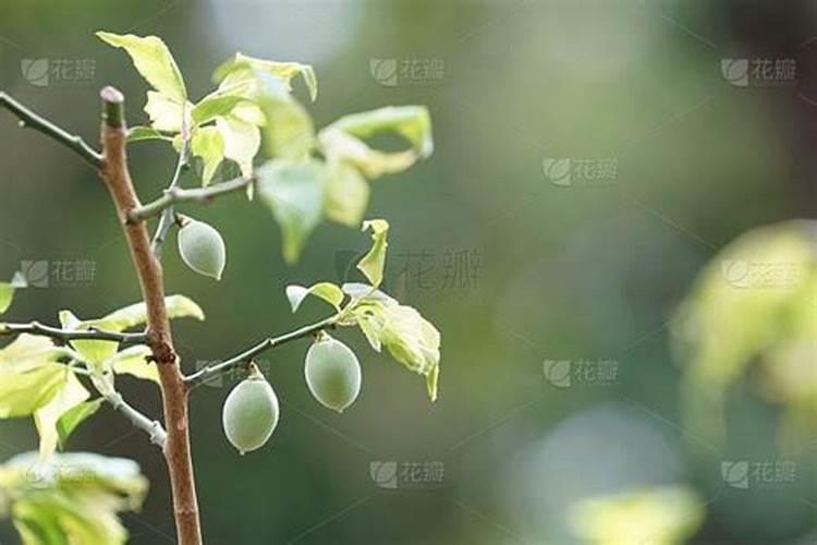 如何给农作物科学施用锌肥