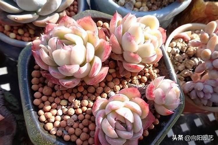 如何区别翡翠“三青”,你了解吗？