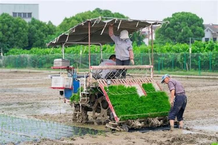 水稻什么时候撒肥最好