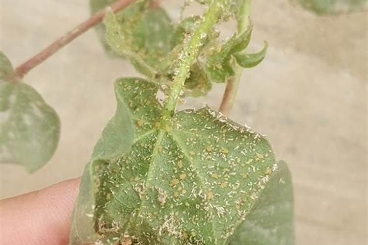 棉花的种植过程和管理