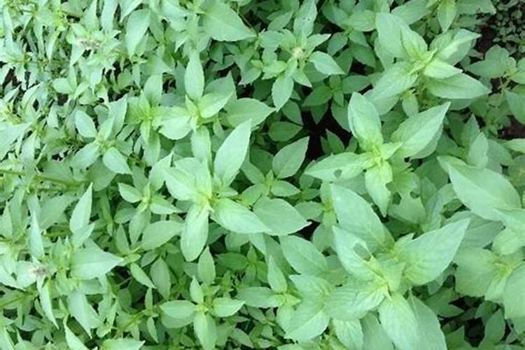 芋头是八月种可以吗 芋头是八月种行不行
