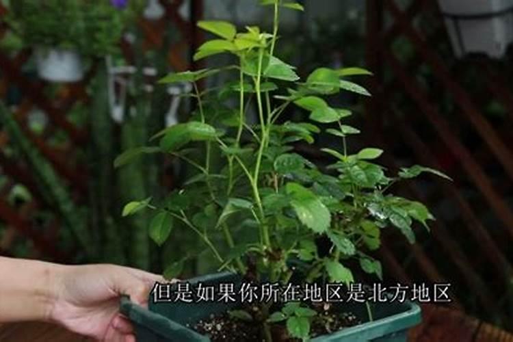 沙糖桔应该几月份施钾肥 如何做好种植管理