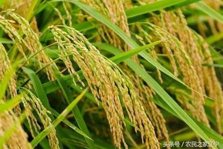 磷肥对水稻的作用及功能