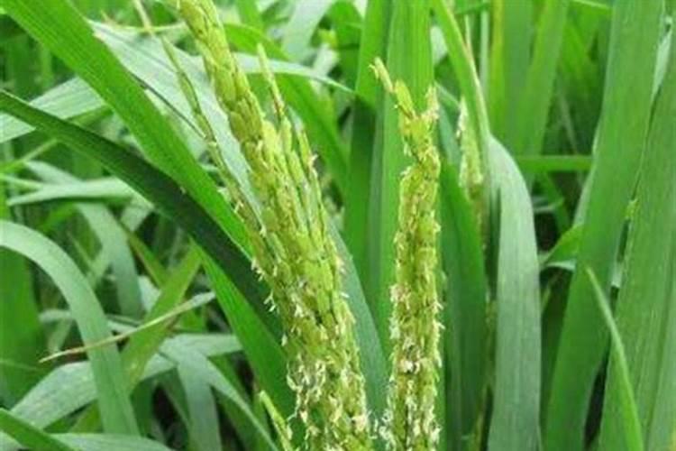 水溶肥价格多少钱一吨 如何选购优质的水溶肥料