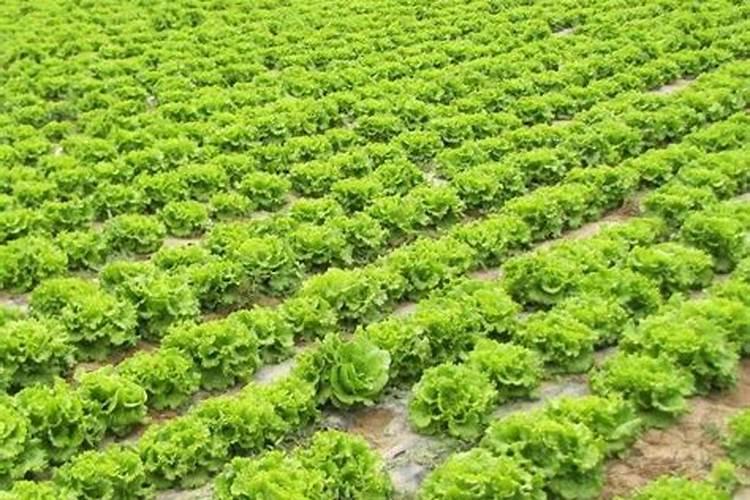 生菜的种植时间和温度是多少