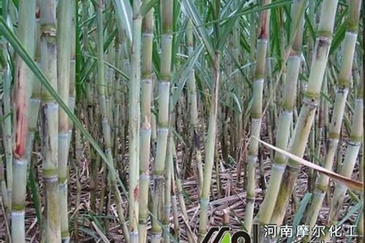红糖尿素加醋是叶面肥吗