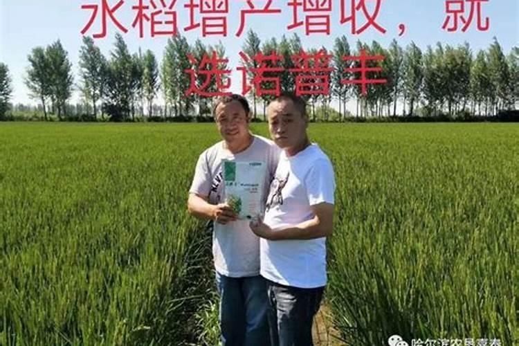 白云石粉与沸石粉区别