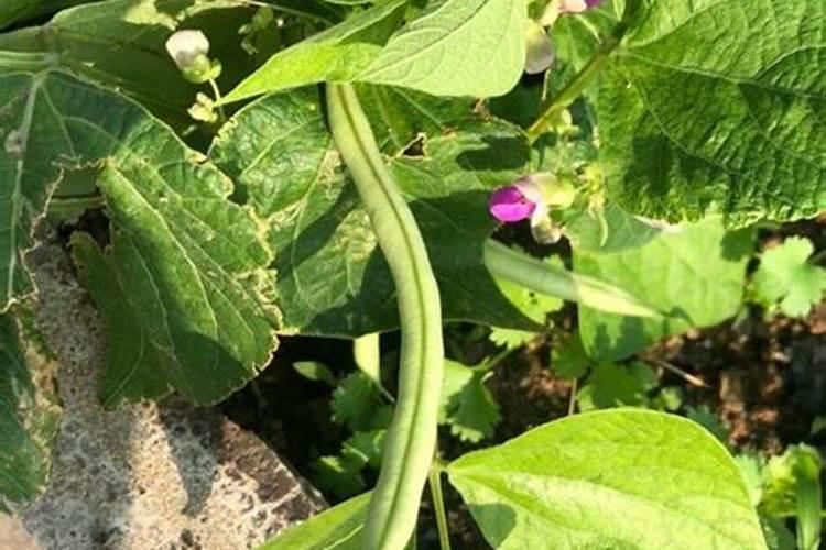 白扁豆施什么肥