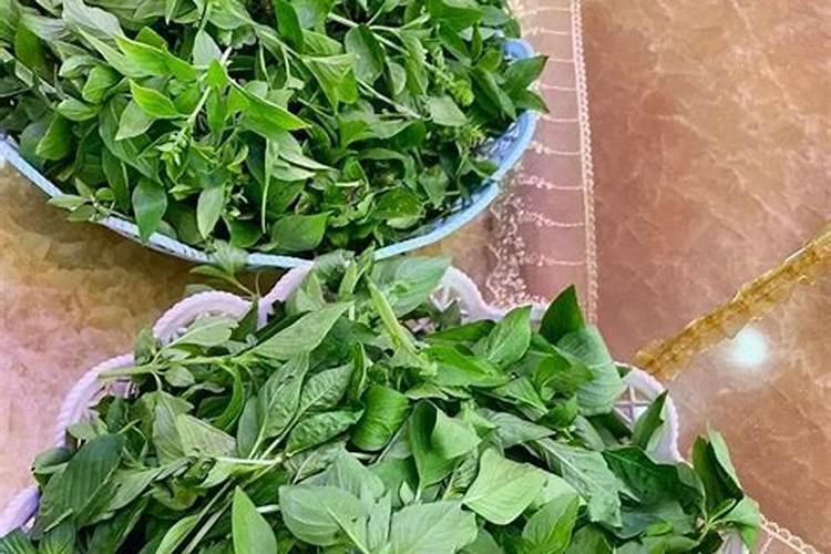 杜鹃花有花苞却不开花怎么办