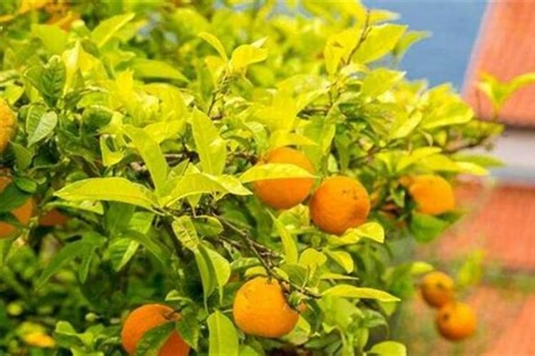 橘子树肥施多了怎么办