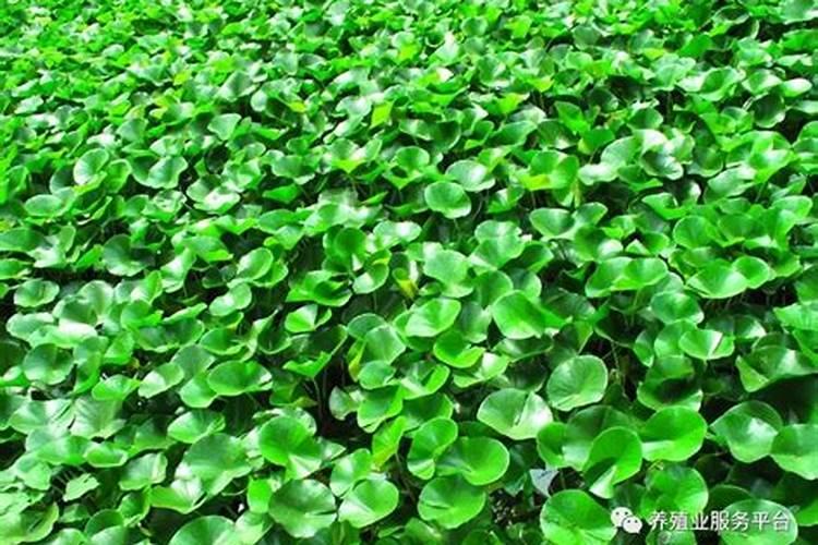 葫芦怎么浇水