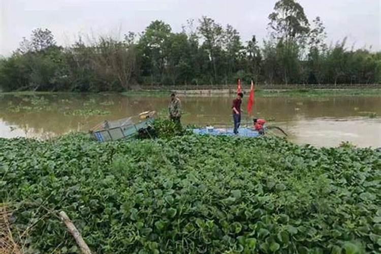 常见浮水植物有哪些(盘点六种好养的浮水植物)