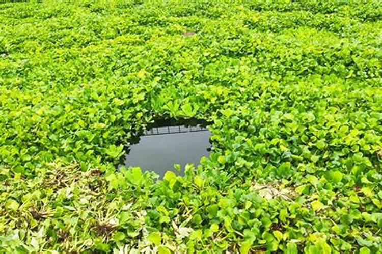 凤眼莲的花语是什么？