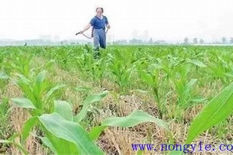 玉米一生中最重要的一次叶面肥,你知道啥时候打吗？