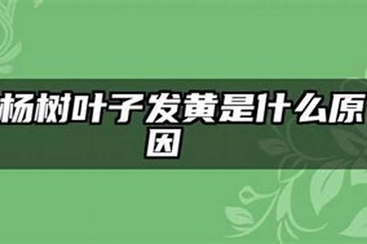番茄施肥的技巧有哪些 番茄怎么养殖