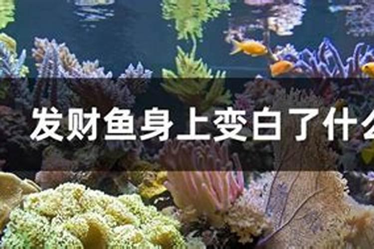 钾肥对果树花芽分化的作用