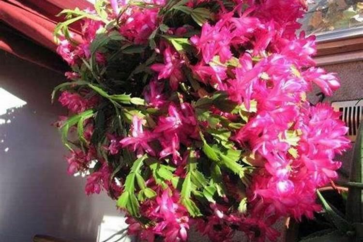 冬天适合给花上肥料吗;冬季施肥应该注意什么