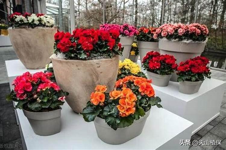 磷酸二氢钾适合浇什么植物