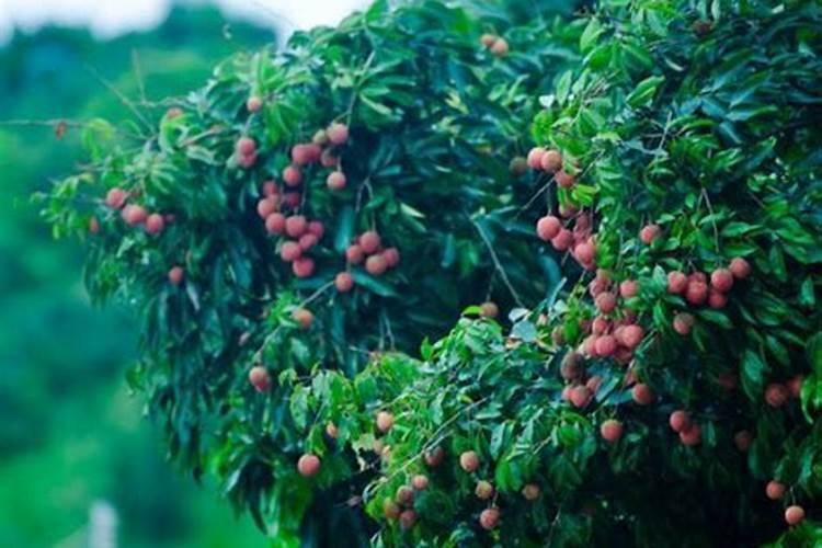 荔枝采摘后的修剪要点有哪些 荔枝怎么施肥