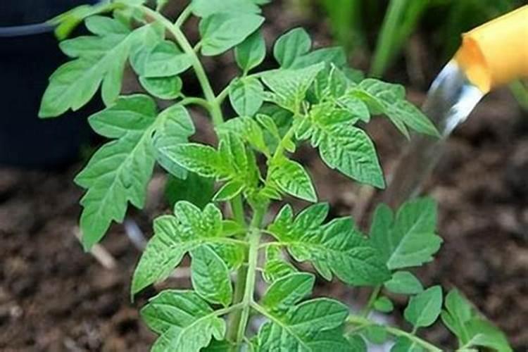 西红柿什么时候浇膨果肥