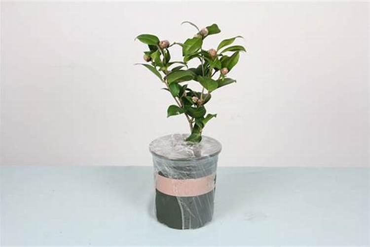 茶花施肥过多了怎么办