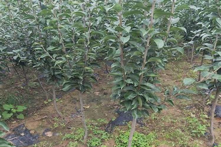 载苹果树的时候要施肥吗施什么肥好