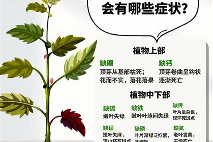 锌肥叶面喷施注意事项