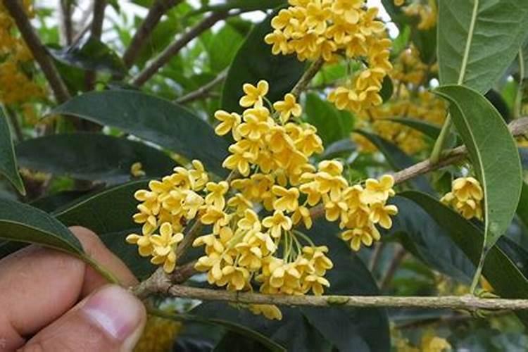 瓜子壳是厨余垃圾吗？瓜子壳可以当作枕头材料吗