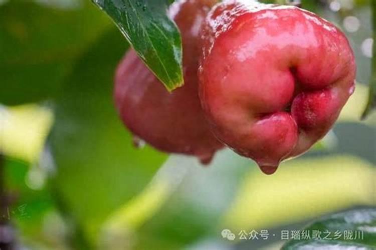 莲雾怎么种植,莲雾的种植方法